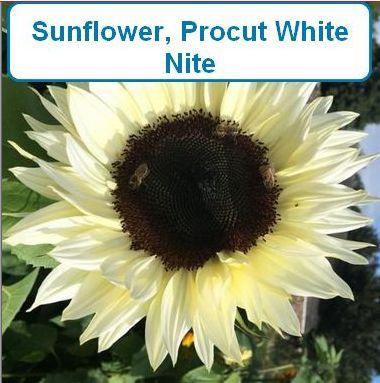 Sunflower, Procut White Nite