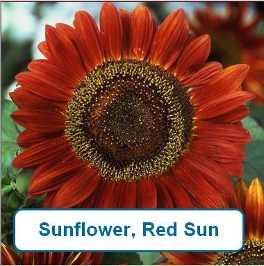 Sunflower, Red Sun