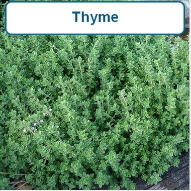 Thyme