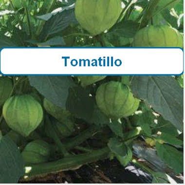 Tomatillo