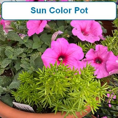 Sunny, Mixed  Color Pot