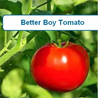 Tomato, Better Boy