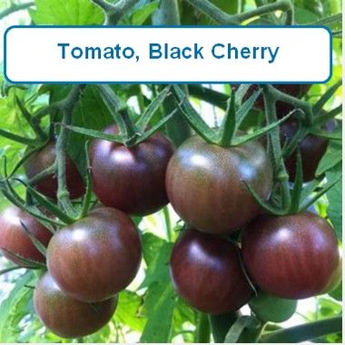 Tomato, Black Cherry