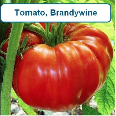 Tomato, Brandywine