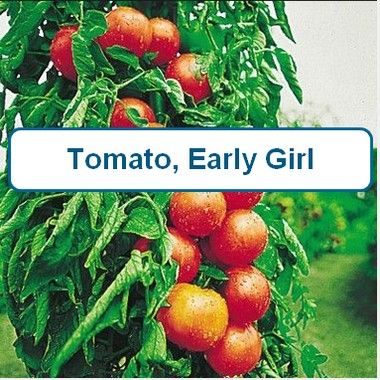 Tomato, Early Girl