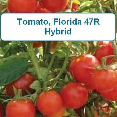 Tomato, Florida 47R-hybrid