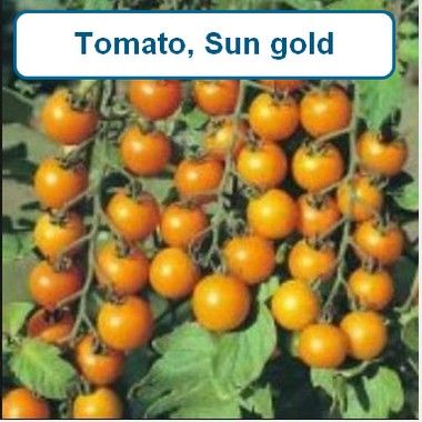 Tomato, Sungold