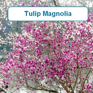Tulip Magnolia
