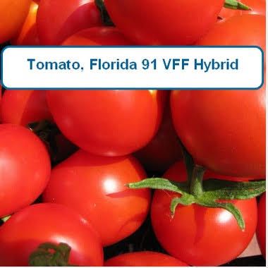 Tomato, Florida 91 VFF Hybrid