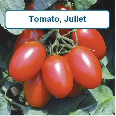 Tomato, Juliet