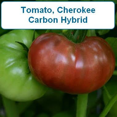 Tomato, Cherokee Carbon