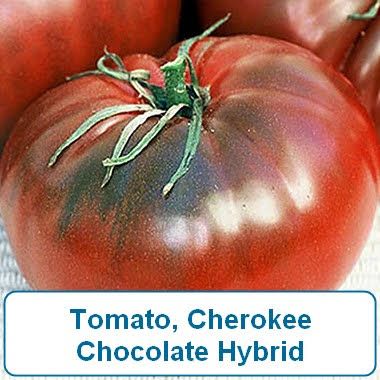 Tomato, Cherokee Chocolate