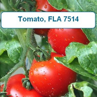 Tomato, FLA 7514