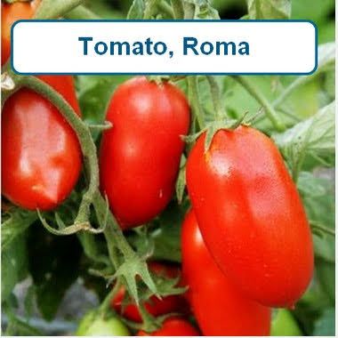 Tomato, Roma