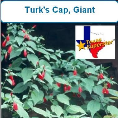 Turk's Cap, Giant