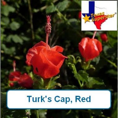 Turks Cap, Red