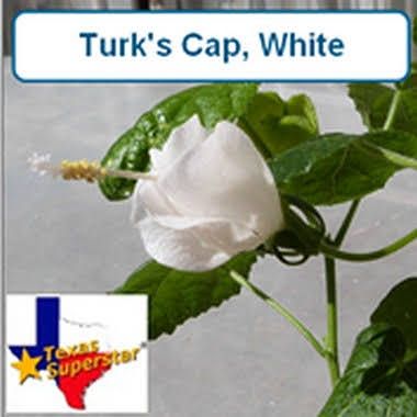 Turks Cap, White
