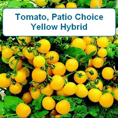Tomato, Patio Choice Yellow Hybrid