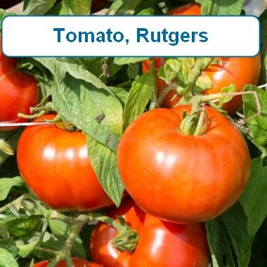 Tomato, Rutgers