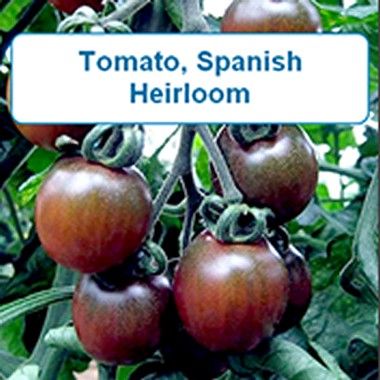 Tomato, Spanish Heirloom