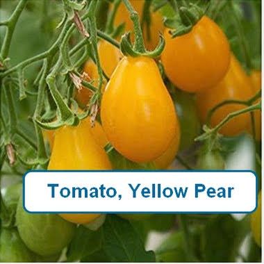 Tomato, Yellow Pear