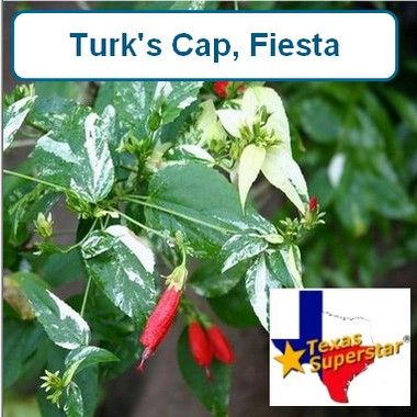 Turks Cap, Fiesta(variegated)