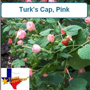 Turks Cap, Pam Puryear Pink