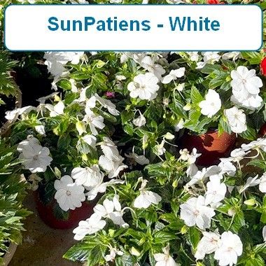 Sun Patiens