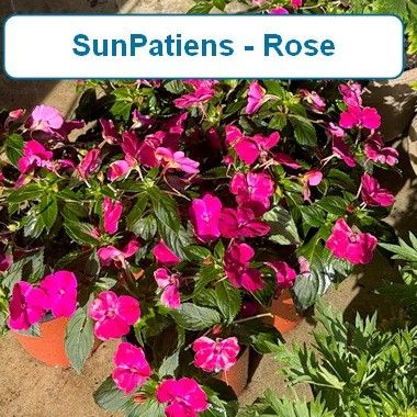 Sun Patiens