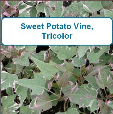 Sweet Potato Vine, Tricolor