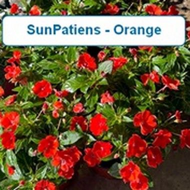 Sun Patiens