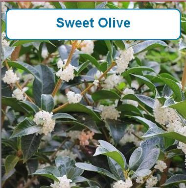 Sweet Olive
