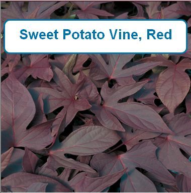 Sweet Potato Vine, red