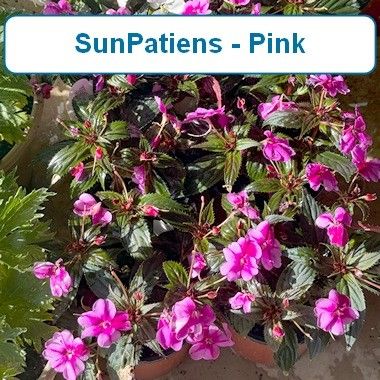 Sun Patiens