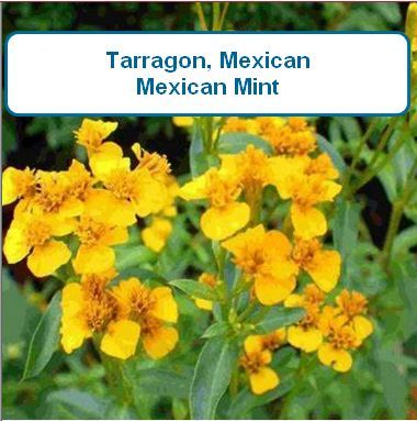Tarragon, Mexican(Texas)