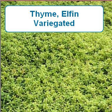 Thyme, Elfin Variegated