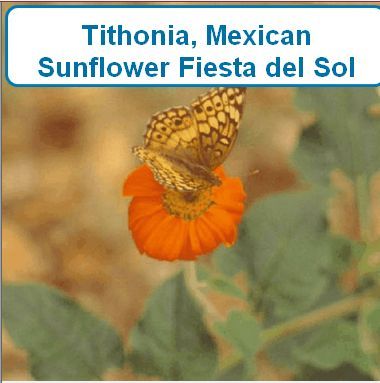 Tithonia, Mexican Sunflower Fiesta del Sol