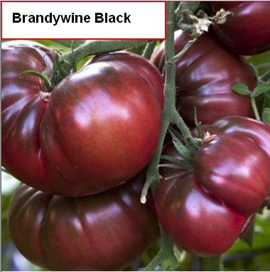Tomato, Brandywine Black