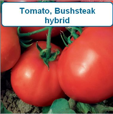 Tomato, Bushsteak hybrid