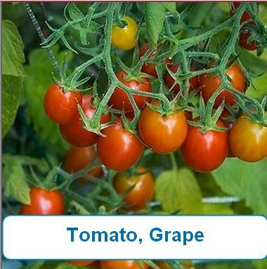 Tomato, Grape