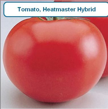 Tomato, Heatmaster Hybrid