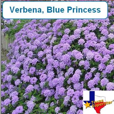 Verbena, Blue Princess