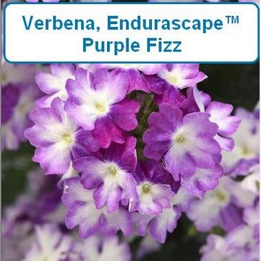 Verbena, EnduraScape™ Purple Fizz