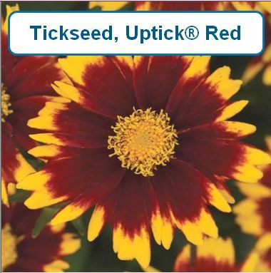 Tickseed, Uptick Red