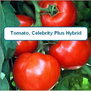 Tomato, Celebrity Plus Hybrid