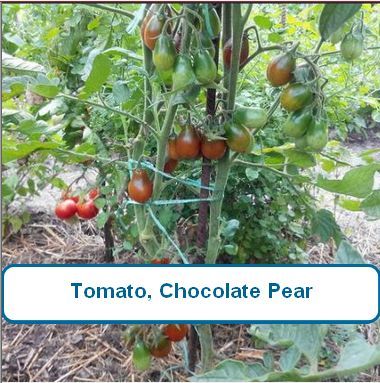 Tomato, Chocolate Pear