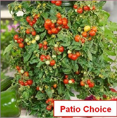 Tomato, Patio Choice Red Hybrid