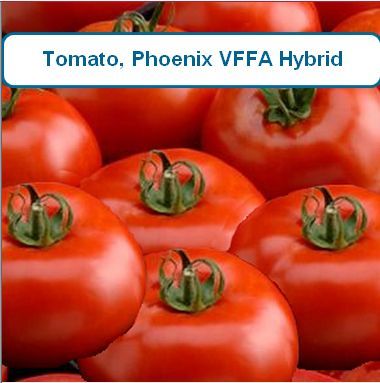 Tomato, Phoenix VFFa Hybrid
