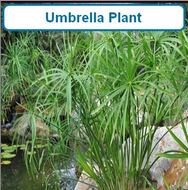 Umbrella Plant
