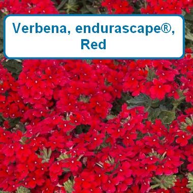 Verbena, Edurascape® Red
